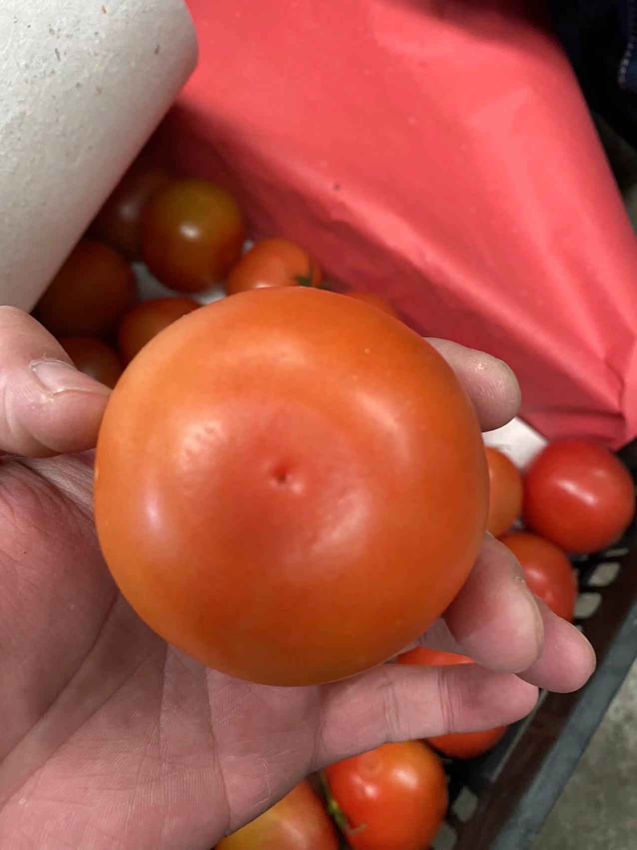 露天西红柿大量出货承接线上线下市场批发商超配送一件代发