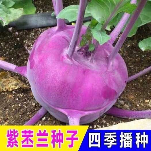 紫苤蓝种子青苤兰种子菜种籽芥兰头芥蓝球茎甘蓝种籽盆栽蔬菜种孑