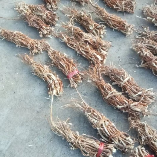 永福县无头五指毛桃，无硫，味道浓郁，煲汤佳品