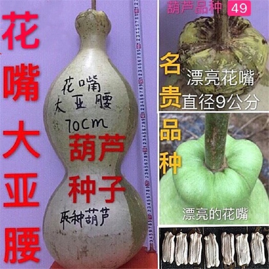 长沙莲花头钱袋子葫芦种巨型亚腰八宝三挺手捻特小文玩阳台盆栽瓢子籽