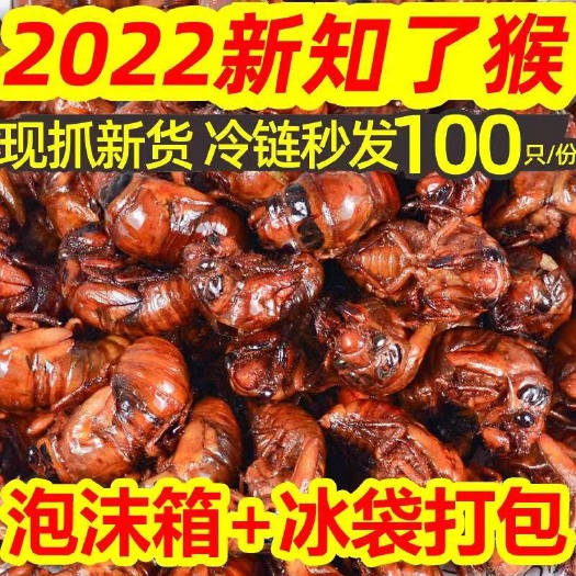 邳州市一手货源，金蝉、养殖金蝉已大量上市，货源充足。