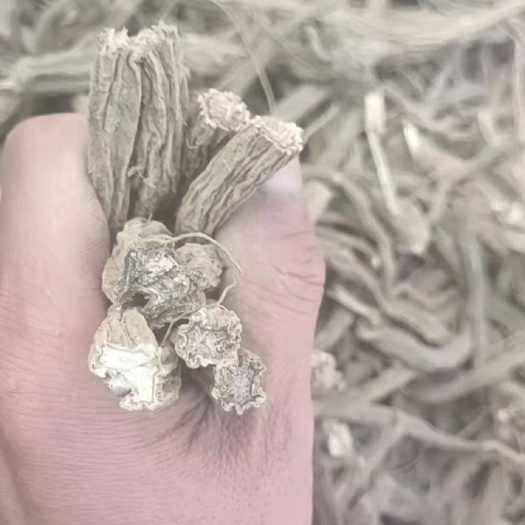 彝良县云南续断