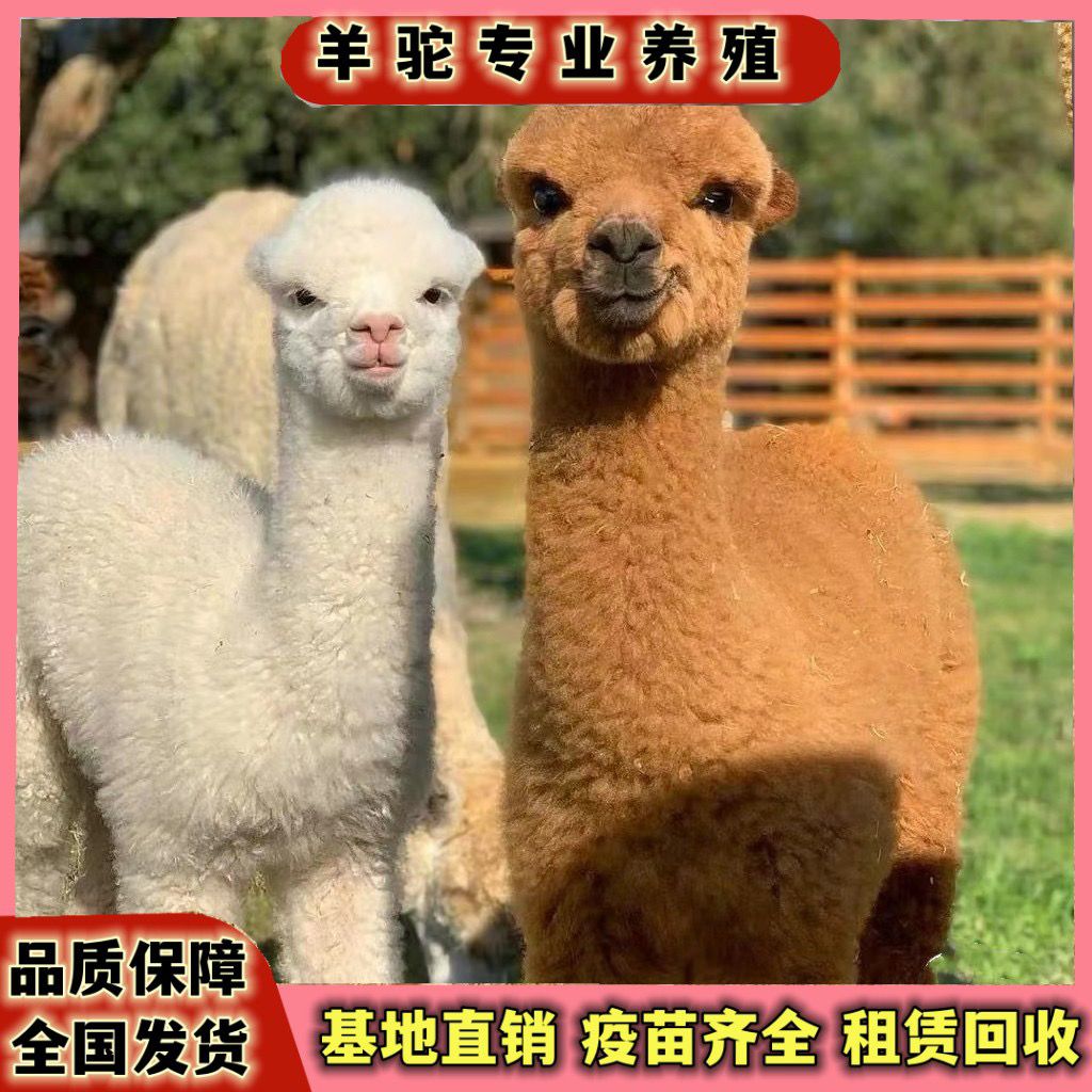 梁山县羊驼宠物羊驼活体羊驼景区观赏羊驼成年羊驼羊驼幼崽网红羊驼