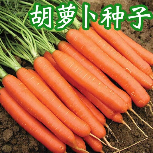 沭阳县三红胡萝卜种子农家甜樱桃水果胡萝卜种籽夏秋季庭院种植蔬菜种孑