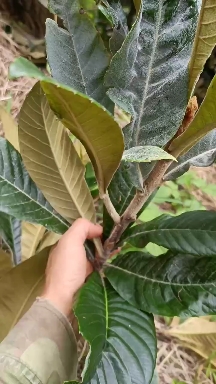 云南蒙自中药材-枇杷叶，种植面积万余亩，有需要的老板联系我。