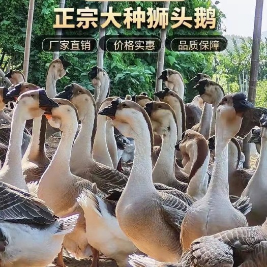 汕头小鹅苗正宗特大种狮头鹅活苗潮汕特大型纯种狮子头鹅灰狮头鹅活体
