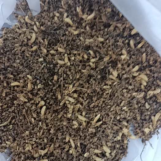 天津槐米