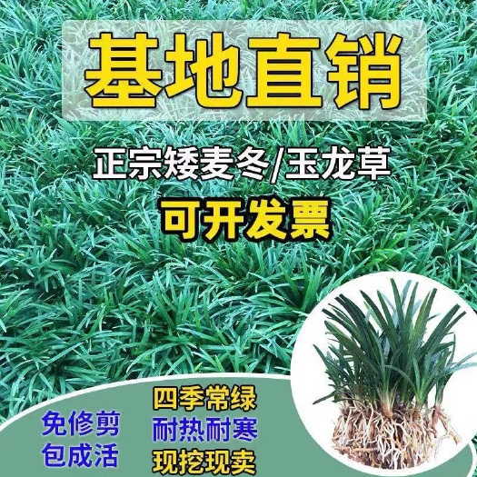 细叶麦冬玉龙草别墅绿化植物四季矮麦冬草沿阶草耐寒苗中叶麦冬草