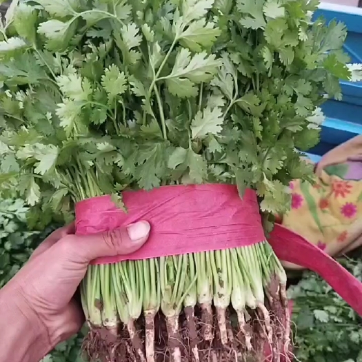 邯郸河北香菜，量大从优，一手货源，产地直发，欢迎平台客户咨询