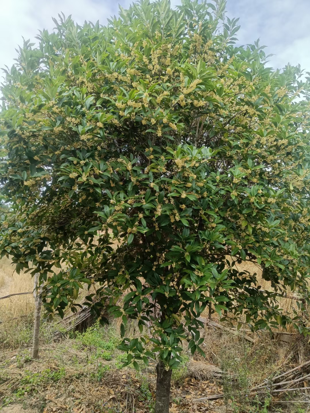 桂花树，月桂，季桂