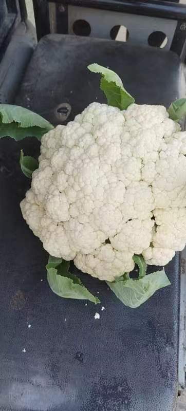 菏泽精品有机菜花，量大货好，价格美丽0.9-1块