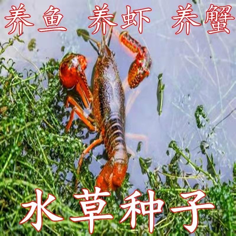 杭州水草种子棒棒草种子菵草棒头草籽五月黄苦梗草龙虾养殖低温水草