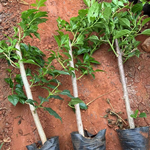 宜良县三角梅，叶子花，云南紫小杯三角梅种植基地一手货源