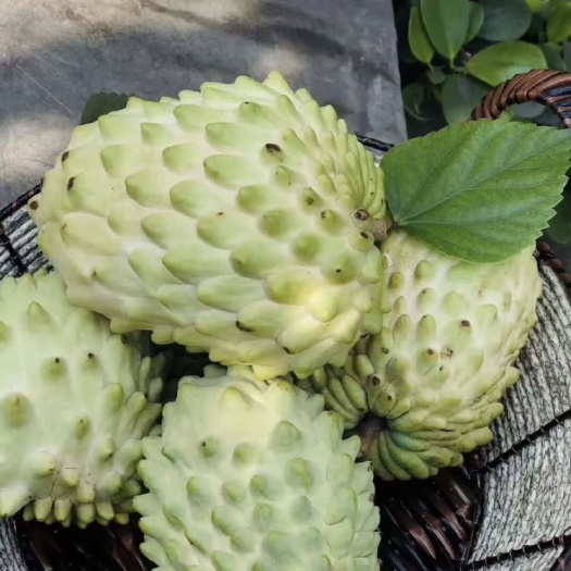 自家果园种植凤梨释迦果，欢迎电商合作