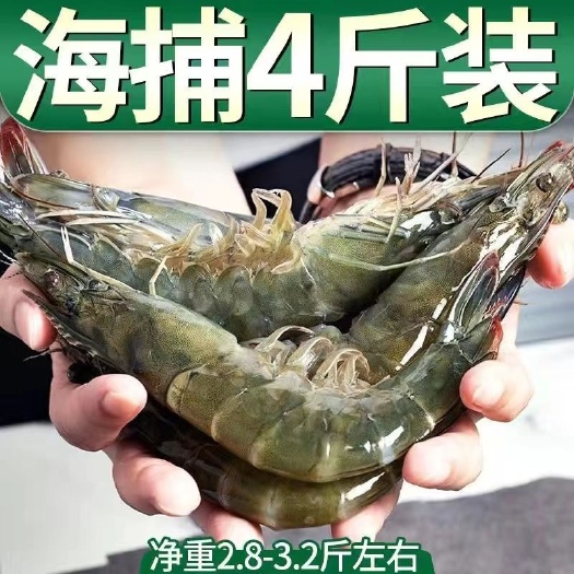 连云港海捕大虾