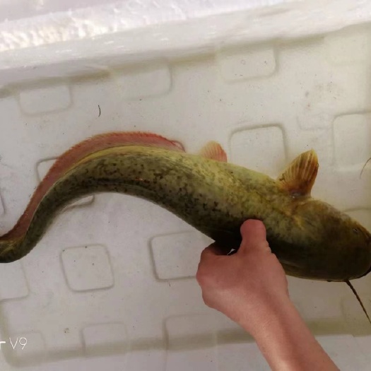 广州大口鲶鱼苗 鲶鱼苗 杂交快大型南方大口鲶 耐寒