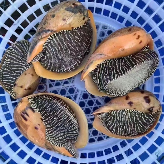 东山县椰子涡螺大黄螺风螺凤螺木瓜螺椰子螺海螺油螺肉螺片
