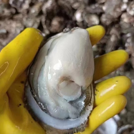 饶平县批发生蚝，全壳，半壳，半开原产地直销