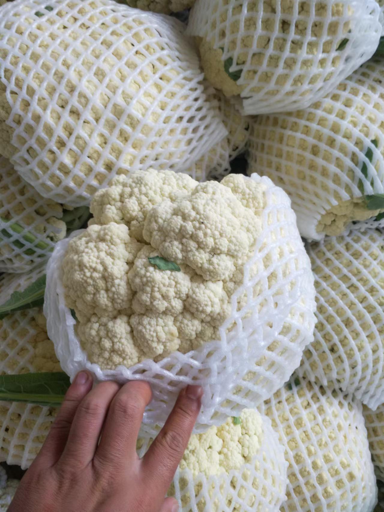 安徽菜花 白面青梗花菜 精品散花小米粒 供应全国市场 产地价