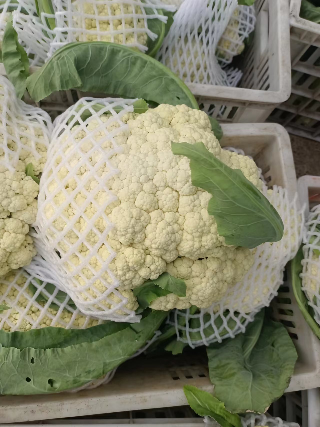 安徽菜花 白面青梗花菜 精品散花小米粒 供应全国市场 产地价