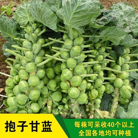 邵东市孢子甘蓝种子抱子甘蓝迷你小包菜籽子持甘蓝西洋包菜蔬菜种子