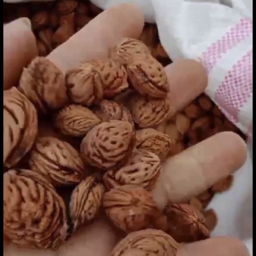 社旗县桃树种子，桃胡，毛桃核，毛桃种子便宜卖了
