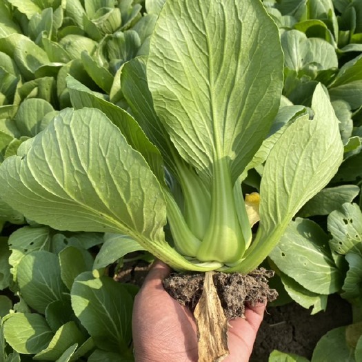 上海小青菜小白菜批发，零售发货，安徽太和欢迎咨询。￼