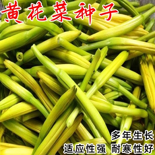 黄花菜种子