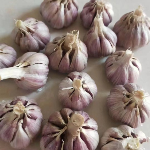 蒜苗种子产地一手货源