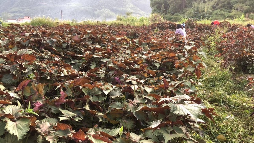 清远欢迎订购.新鲜现摘鲜货.百亩基地货源.