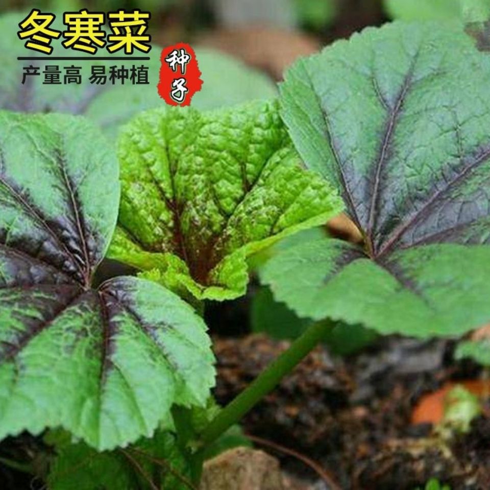 邵东市糯米冬寒菜种子四季种植冬寒菜蔬菜种子苋菜阳台菜园盆栽均可种植
