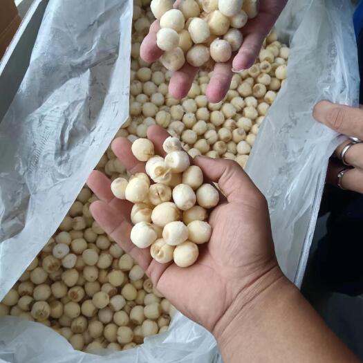 宁都县一年四季出售江西去皮去心的新鲜莲子，味道鲜甜、儒，糯冬季补品