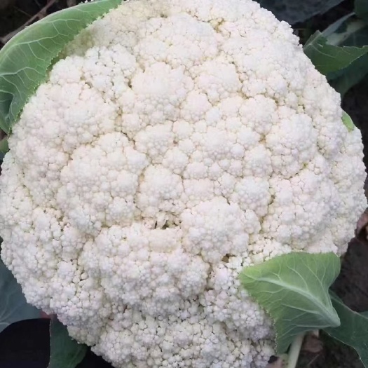 邯郸河北【精品】菜花，松花，实花，诚信经营，品质保证，货源充足