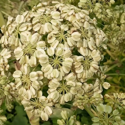 基地直供优质白芷种子