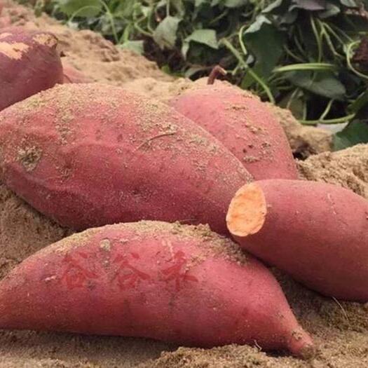 延津县沙地红薯