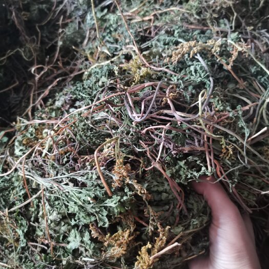 钟祥市产地一朵云（阴地蕨）