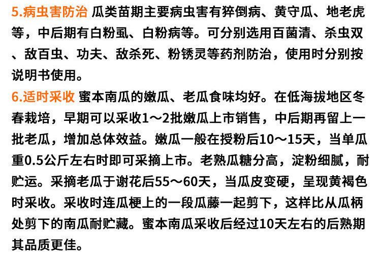 早熟高产蜜本南瓜种子超甜粉面早栗甜南瓜耐贮运四季大田蔬菜种籽