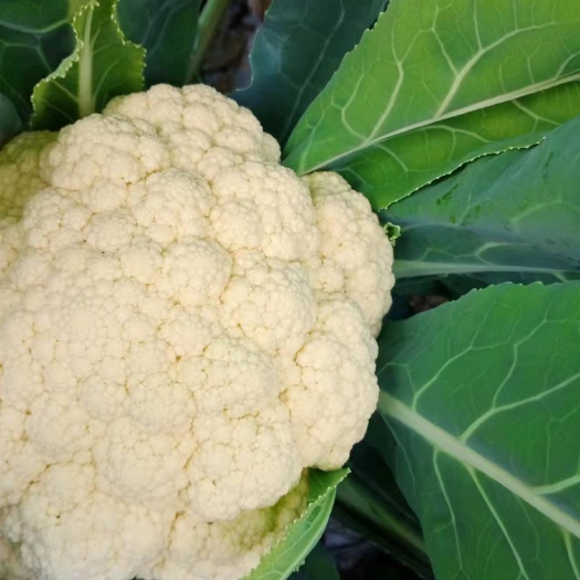 太仓市花菜