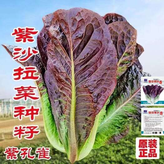 邵东市紫孔雀菜种子有机沙拉菜种子四季种植耐寒热庭院大田蔬菜种子菜籽