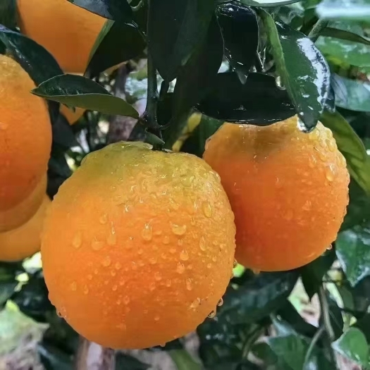 信丰县赣南脐橙