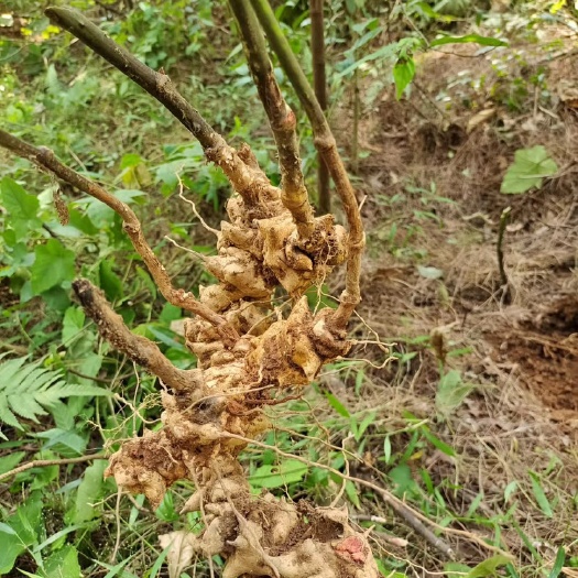 德保县金刚刺，金刚藤
