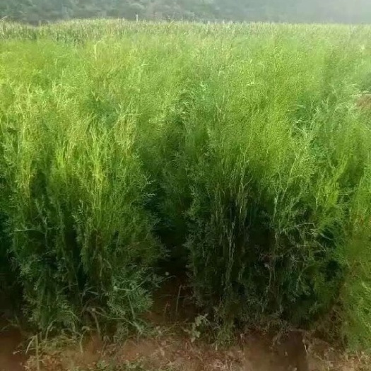 临沂扁柏
