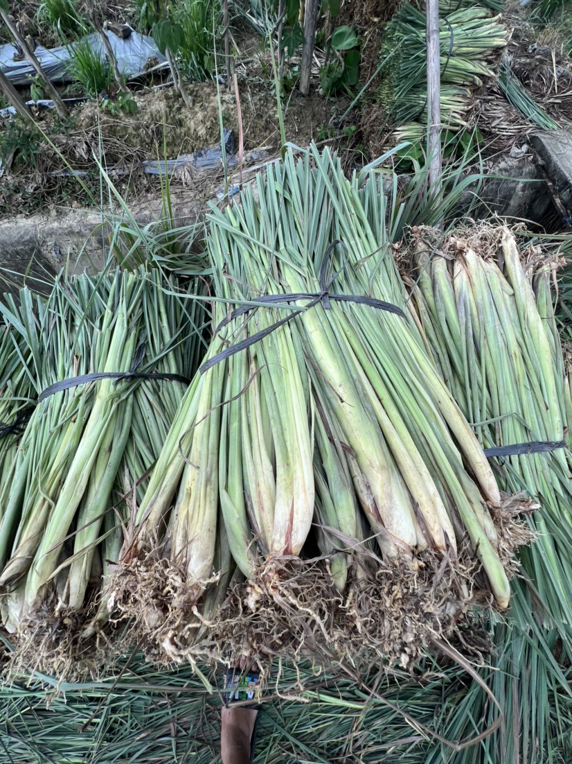 广州优质泰国香茅草种苗柠檬香茅，品种产地直销。一斤10株
