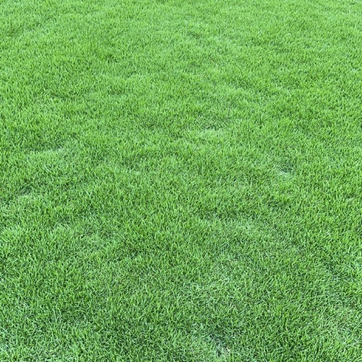 重庆市草