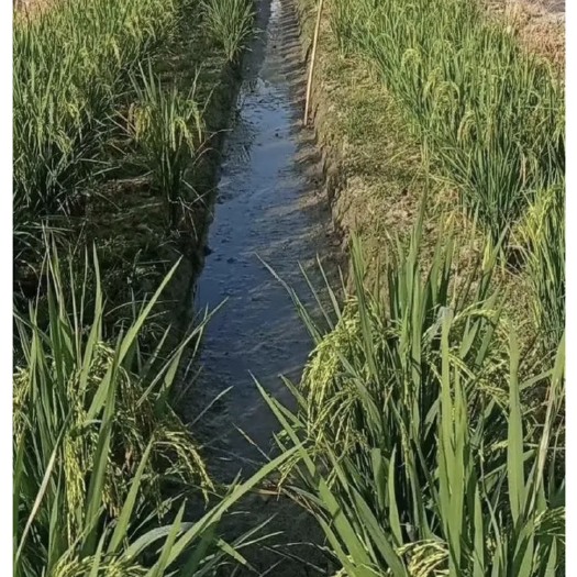 清远广东地区青蛙，青蛙苗，蛙卵，包技术指导