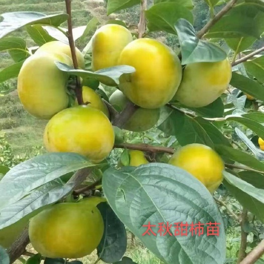 达州柿子树苗 嫁接日本太秋甜柿苗 太秋柿子苗 甜脆柿苗