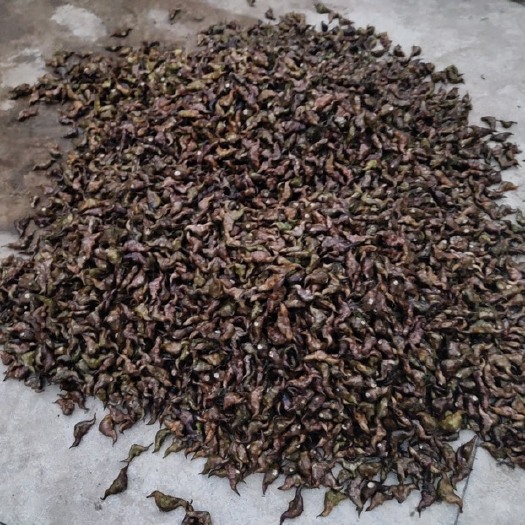 定远县江淮菱角，产地滁州，果实丰厚，个个饱满，品质优良，货源充足！