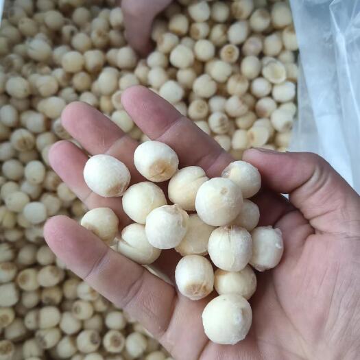 宁都县一年四季出售江西去皮去心的新鲜莲子，味道鲜甜、儒，糯冬季补品