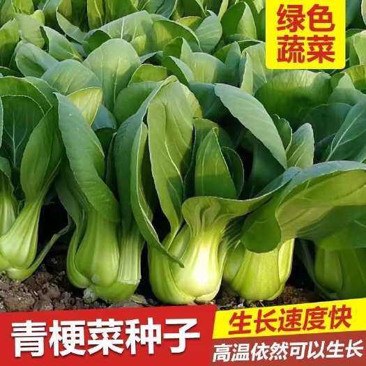 邵东市四季青菜种子矮脚上海青菜种子小白菜种子油菜种子菜种耔蔬菜种子