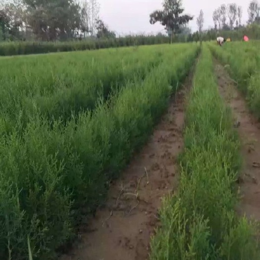 临沂侧柏